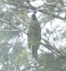 Anthochaera chrysoptera