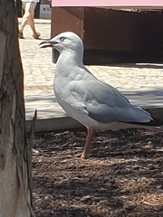 Chroicocephalus novaehollandiae