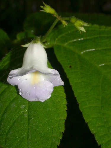 Monopyle puberula