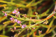 Jacksonia thesioides