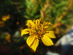Simsia foetida
