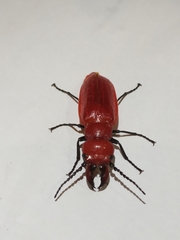 Synhoria testacea