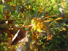 Simsia foetida