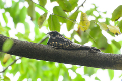 Caprimulgus jotaka