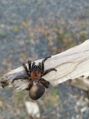 Porrhothele antipodiana
