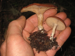 Rhizocybe