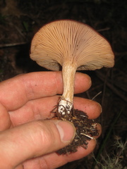 Rhizocybe