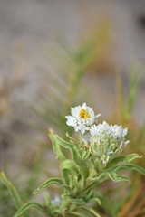 Polycalymma stuartii