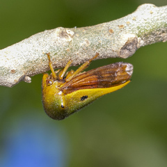 Membracidae
