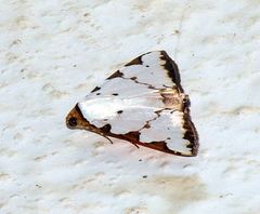 Eulepidotis testaceiceps