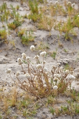 Polycalymma stuartii