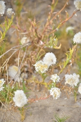 Polycalymma stuartii