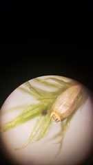 Orthotrichum papillosum