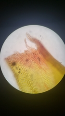 Orthotrichum papillosum