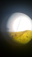 Orthotrichum papillosum