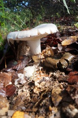 Amanita elliptosperma
