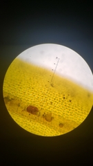 Orthotrichum papillosum