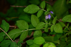 Solanum stoloniferum