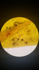 Orthotrichum papillosum