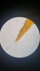 Orthotrichum papillosum