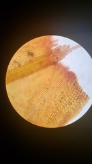 Orthotrichum papillosum