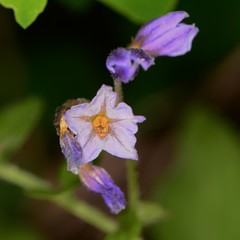 Solanum stoloniferum