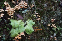 Pinguicula macrophylla
