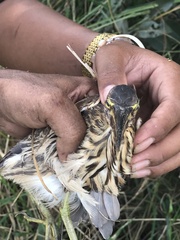 Ixobrychus cinnamomeus