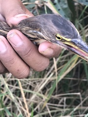 Ixobrychus cinnamomeus