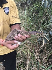 Ixobrychus cinnamomeus