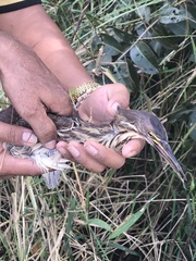 Ixobrychus cinnamomeus