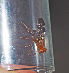 Acanthonevroides basalis