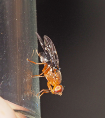 Acanthonevroides basalis