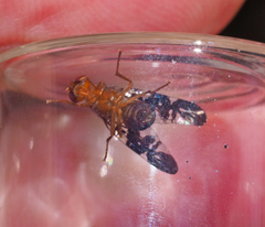 Acanthonevroides basalis