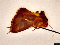 Chrysodeixis subsidens