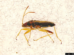 Nysius vinitor
