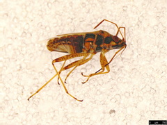 Nysius vinitor
