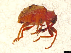 Hyperinae