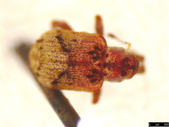 Hyperinae