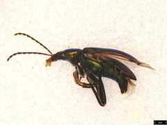 Lepturidea viridis