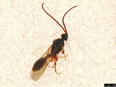 Belytinae