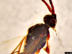Belytinae