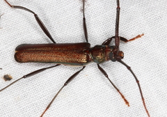 Xystrocera virescens