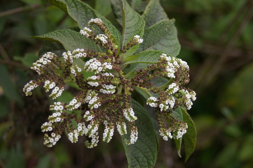Image of Tournefortia rufosericea by no rights reserved