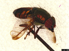 Stomorhina discolor