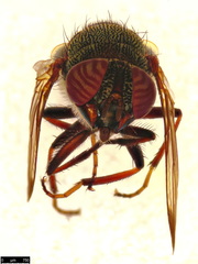Stomorhina discolor