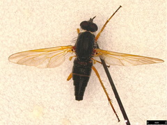 Anabarhynchus kosciuskoensis