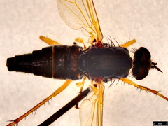 Anabarhynchus kosciuskoensis