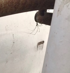 Pholcus phalangioides