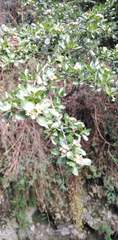 Hesperomeles